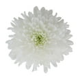 thumbnail image 2 of Member's Mark Football Mums, Choose color and stem count, 2 of 2