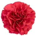 thumbnail image 5 of Member's Mark Carnations, Choose color and stem count, 5 of 7