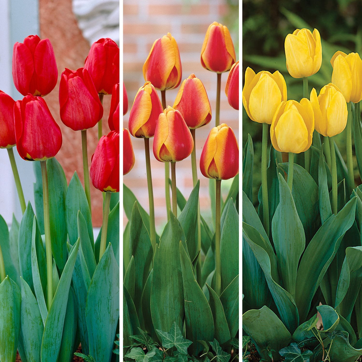 Tulip Spring Blend - 50 Dormant Bulbs - Samsclub.com