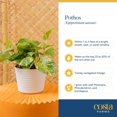 thumbnail image 7 of Costa Farms Live 6" Golden Pothos in Self-Watering Pot, 7 of 9