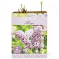 thumbnail image 12 of Hydrangea or Lilac Shrubs 2 pk., 12 of 15