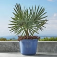 thumbnail image 5 of Member's Mark Knoll 22" Round Plastic Planter, 5 of 8