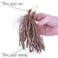 thumbnail image 7 of Member's Mark Daylily Blend Dormant Bulbs, 9pk, 7 of 9