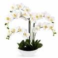 thumbnail image 1 of Artificial 20" Orchid in White Ceramic Planter, Assorted Colors, 1 of 5