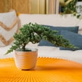 thumbnail image 4 of Costa Farms Medium Bonsai Plant in Decorative Pot, 4 of 9