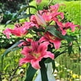 thumbnail image 5 of Member's Mark Oriental Trumpet Lilies, Choose color and stem count, 5 of 5