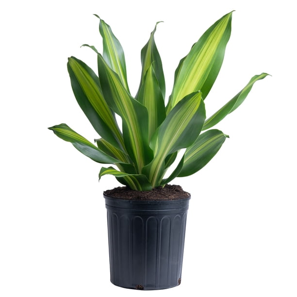 golden tree glp-1 supreme review Glp -1 Reviews Costa Farms 10