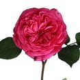thumbnail image 5 of Member's Mark Garden Roses, 36 stems, Choose color variety, 5 of 6