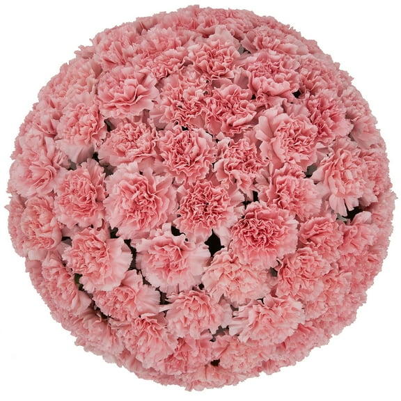Member's Mark Carnations, choose color and stem count