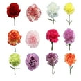 thumbnail image 3 of Member's Mark Carnations, Assorted, color and variety may vary, 3 of 5