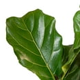 thumbnail image 3 of Costa Farms 12" Ficus Standard Plant in Grower Pot, 3 of 5