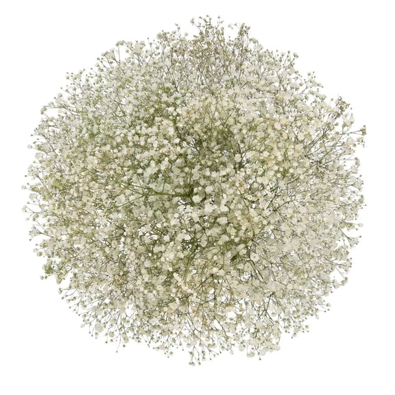 Member's Mark Enhanced Gypsophila, choose color and stem count