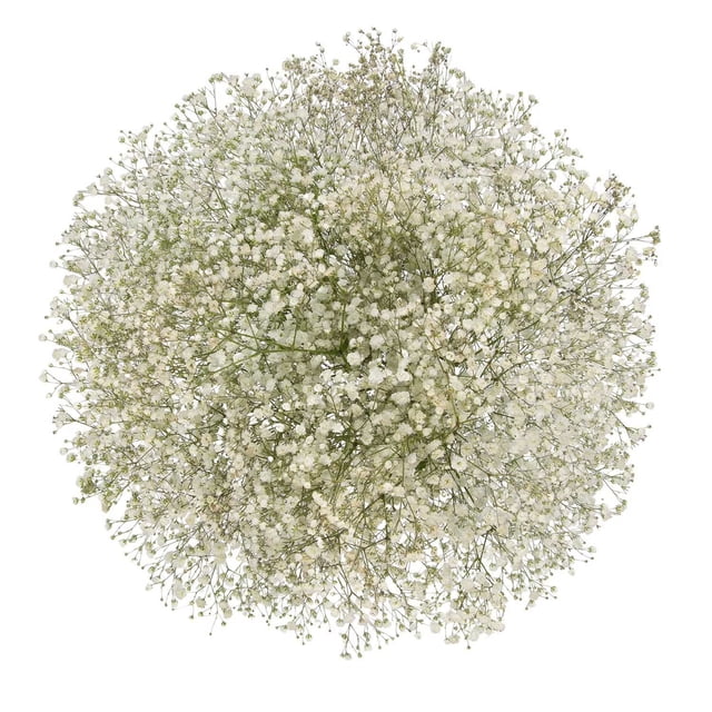 Member's Mark Enhanced Gypsophila, choose color and stem count