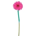 thumbnail image 5 of Member's Mark Gerbera Daisies, choose color and stem count, 5 of 7