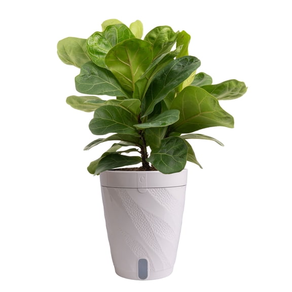 Costa Farms 6" Tropical Houseplant in Decorative Pot