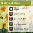 thumbnail image 8 of Member's Mark 60 Days of Blooms Chionodoxa, Crocus, Daffodil, Tulip, and Dutch Iris Dormant Bulbs, 60pk, 8 of 15