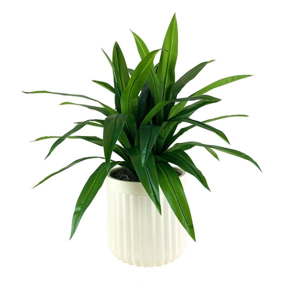 Artificial Premium Dracaena Plant in Fluted Off White Pot