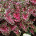 thumbnail image 3 of Member's Mark Caladium Carolyn Whorton Dormant Bulbs, 18pk, 3 of 9