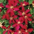 thumbnail image 4 of Member's Mark Clematis Bees Jubilee & Niobe Dormant Bulbs, 3pk, 4 of 10