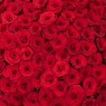 thumbnail image 4 of Member's Mark Ecuadorian Premium Roses, choose color variety and stem count, 4 of 6