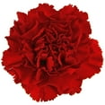 thumbnail image 2 of Member's Mark Carnations, Choose color and stem count, 2 of 7