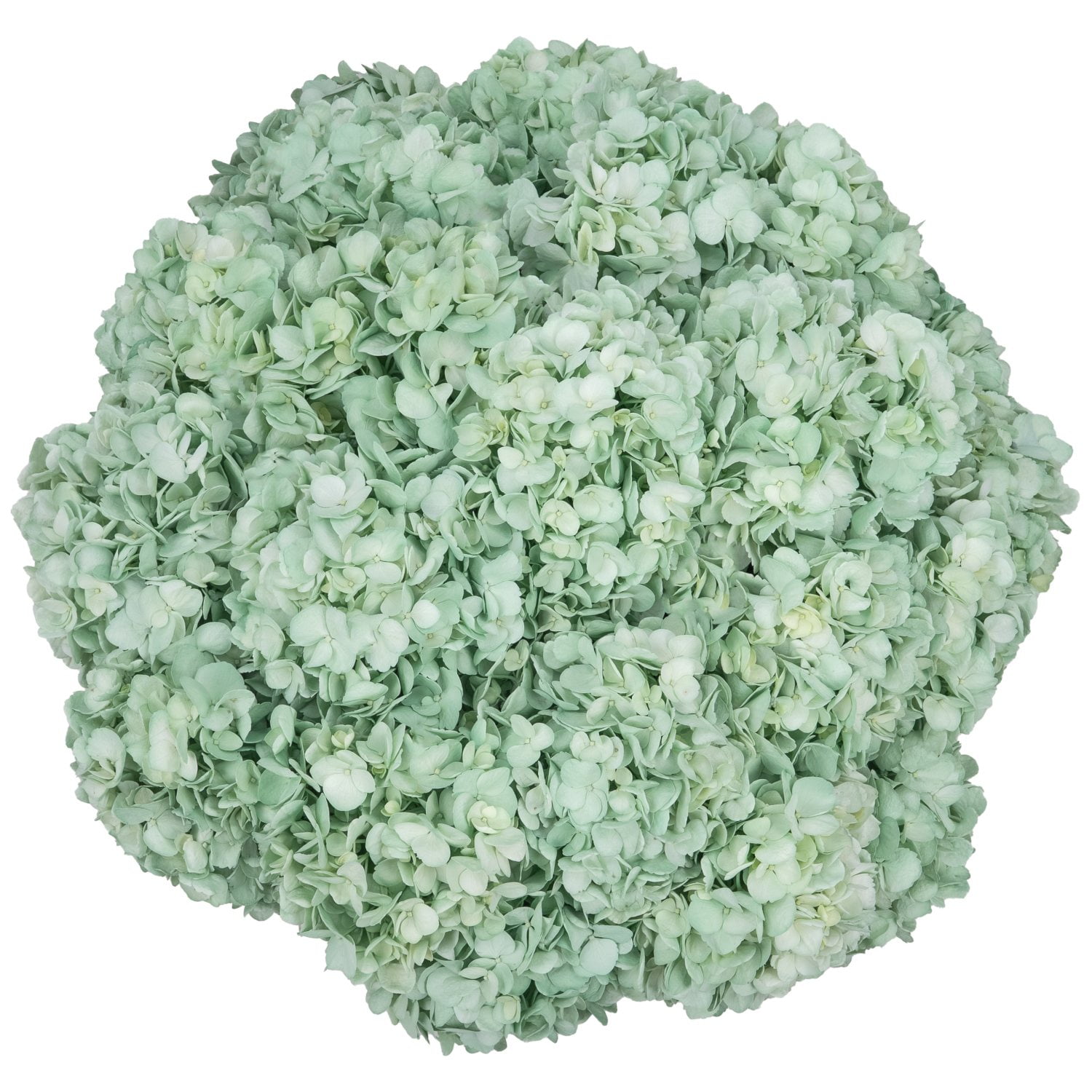 Hydrangea4936　0705 Member's Mark Color Enhanced Hydrangeas, 20 stems, choose