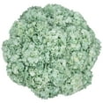 thumbnail image 1 of Member's Mark Color Enhanced Hydrangeas, 20 stems, choose color, 1 of 4