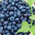 thumbnail image 4 of Member's Mark Blueberry Misty & Sharpblue, 2pk, 4 of 10