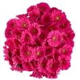 thumbnail image 1 of Member's Mark Gerbera Daisies, choose color and stem count, 1 of 4