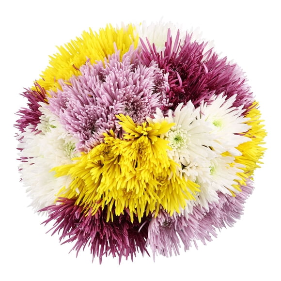 Member's Mark Spider Mums, choose color and stem count