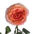 thumbnail image 5 of Member's Mark Garden Roses, 36 stems, Choose color variety, 5 of 6