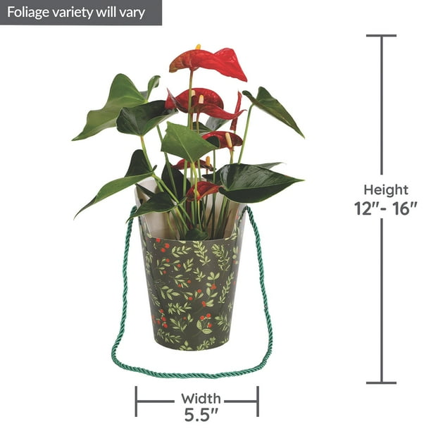Just Add Ice 5" Anthurium Grab N' Go Gift Bag - Samsclub.com
