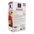 thumbnail image 2 of Member's Mark Dahlia Dinnerplate Blend Dormant Bulbs, 8pk, 2 of 9