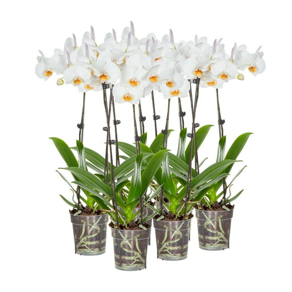 Live 5" White Orchids in Grower Pot, 6 Pack