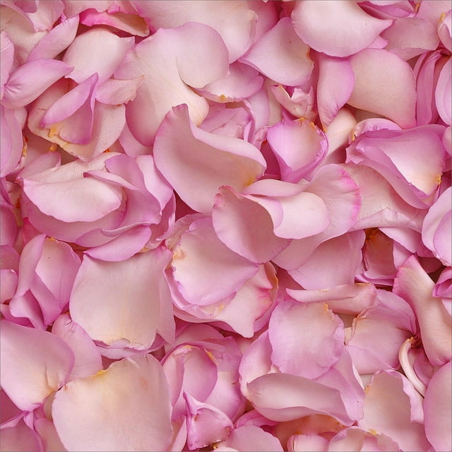 Member's Mark Fresh Rose Petals, 3000 ct., Choose color variety