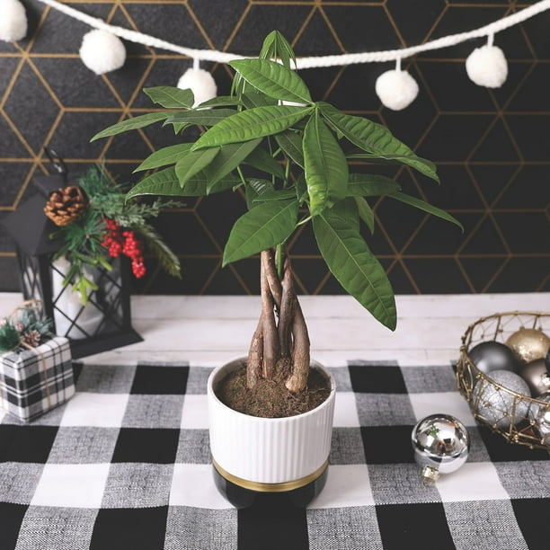 Wild Interiors 5