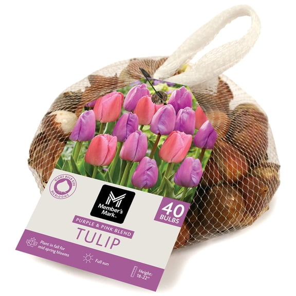 Member's Mark Tulip Purple and Pink Blend Dormant Bulbs, 40pk
