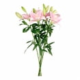 thumbnail image 7 of Member's Mark LA Hybrid Lilies, choose color and stem count, 7 of 8
