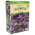 thumbnail image 1 of Member's Mark Clematis - President Plants, 1 of 2