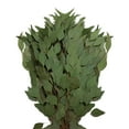 thumbnail image 1 of Member's Mark Diamond Silver Dollar Eucalyptus 40 stems, 1 of 1