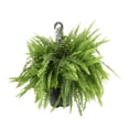 thumbnail image 1 of Costa Farms Live 10" Boston Fern Premium Hanging Basket, 1 of 1