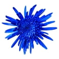 thumbnail image 3 of Member's Mark Painted Mums,  choose color and stem count, 3 of 6