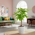 thumbnail image 4 of Costa Farms 10" Pachira Braided Plant in Decorative Pot, 4 of 9