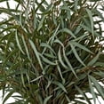 thumbnail image 3 of Member's Mark Eucalyptus Willow 40 stems, 3 of 5