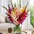 thumbnail image 5 of Member's Mark Gladiolus Large Flowering Blend Dormant Bulbs, 60pk, 5 of 9