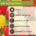 thumbnail image 6 of Member's Mark Tulip Spring Blend Dormant Bulbs, 45pk, 6 of 9