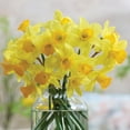 thumbnail image 5 of Member's Mark Daffodil Mix Dormant Bulbs, 40pk, 5 of 9