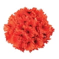 thumbnail image 1 of Member's Mark Gerbera Daisies, choose color and stem count, 1 of 8