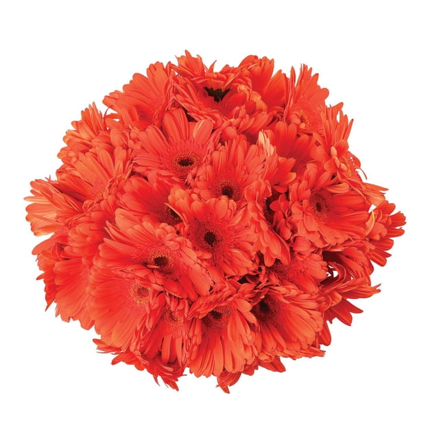Member's Mark Gerbera Daisies, choose color and stem count
