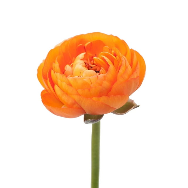 Ranunculus, 60 stems, choose color